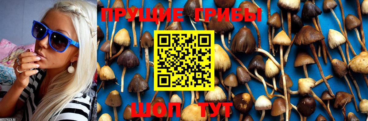 Краснознаменск  Псилоцибиновые грибы Cubensis  Вход с VPN 